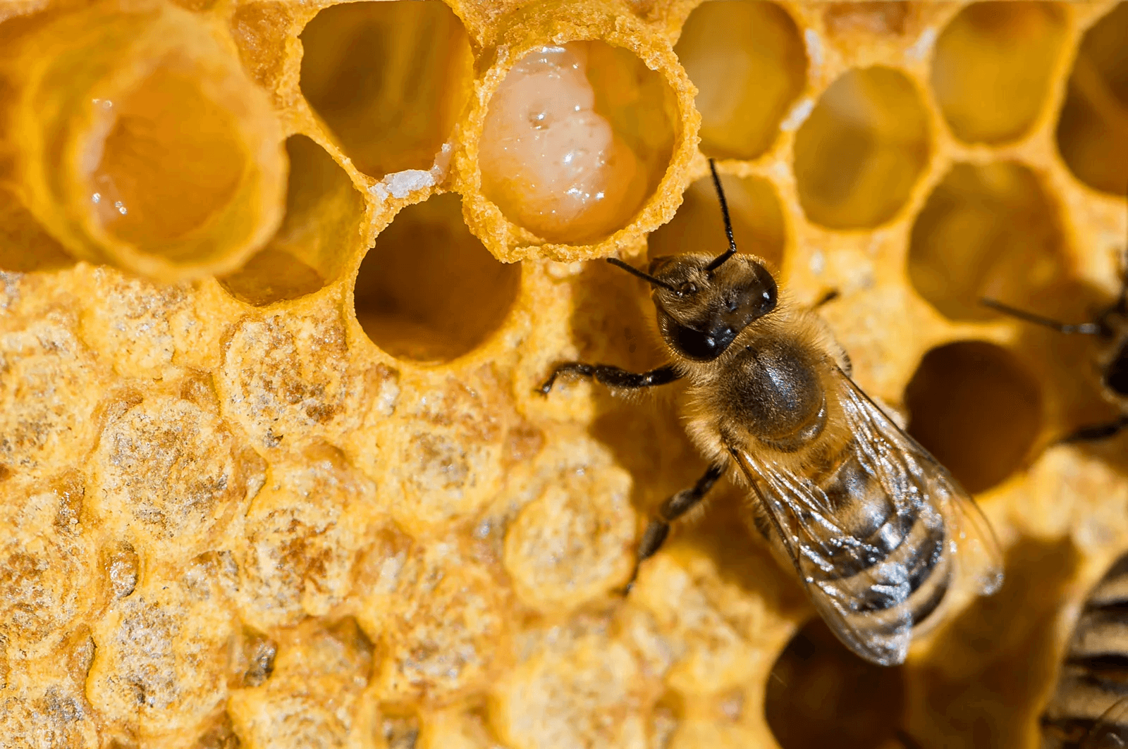 Quranic miracle: 암컷 일벌 - Scientific proof in the Quran