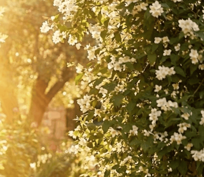 আয়েশার বয়স: তথ্য